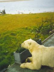 polar bear on Helmericks' porch