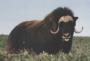 muskox bull photographed by Isaac
