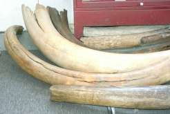 A few mammoth tusks found locally