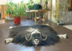 Muskox rug in Museum Greatroom