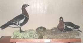 Red-breasted goose family mount by Derek