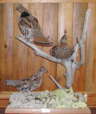 Ruffed Grouse mounted by Isaac