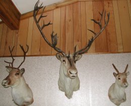 Caribou family shoulder mounts