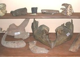 mammoth jaw and other ancient bones