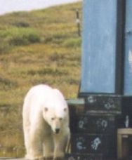 Polar bear standing by Taxidermy Shop