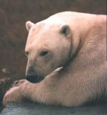 polar bear lounging on house deck
